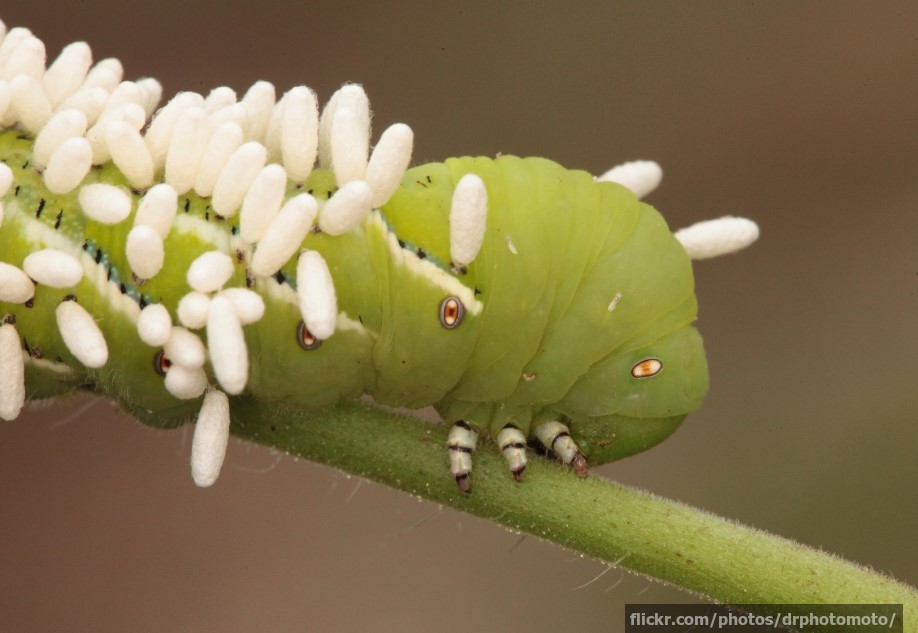 Parasites Animals