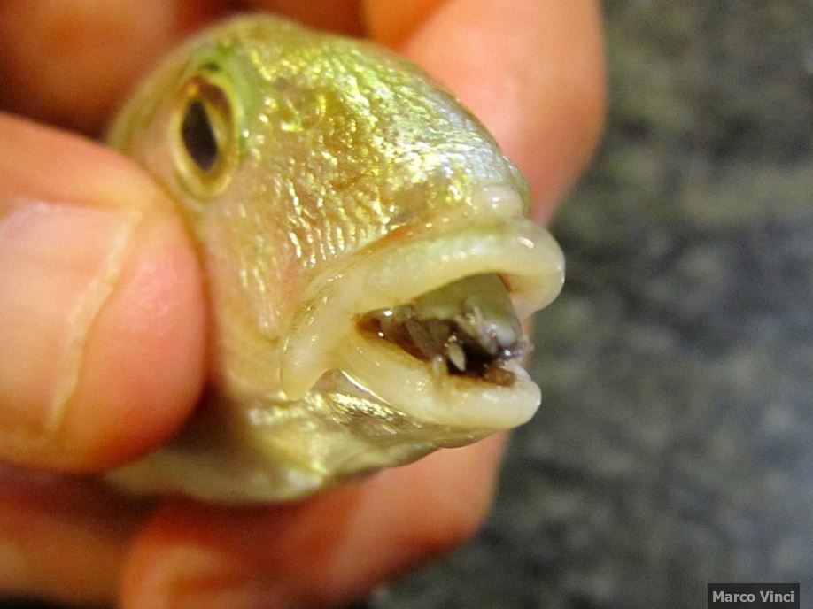 A Cymothoa exigua in a fish's mouth