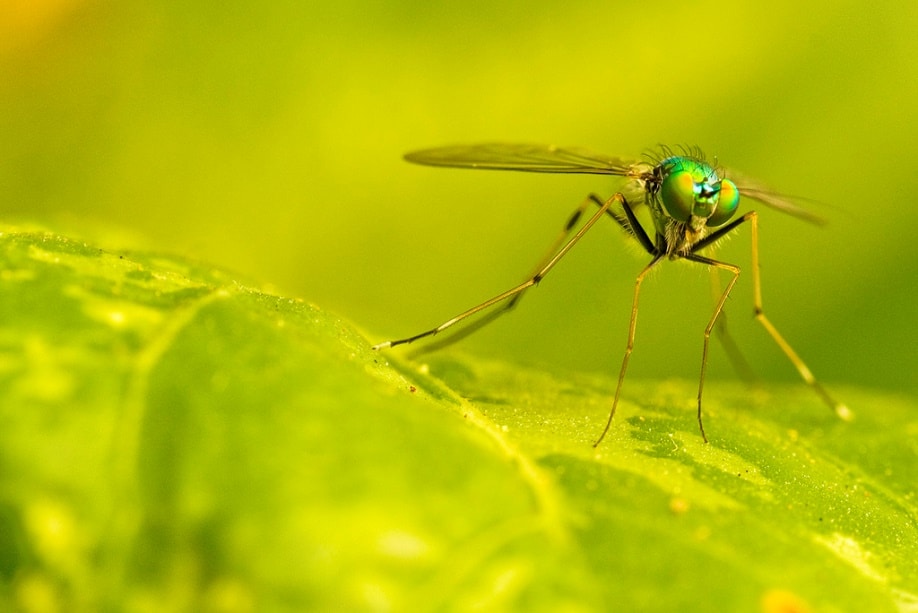 Mosquito