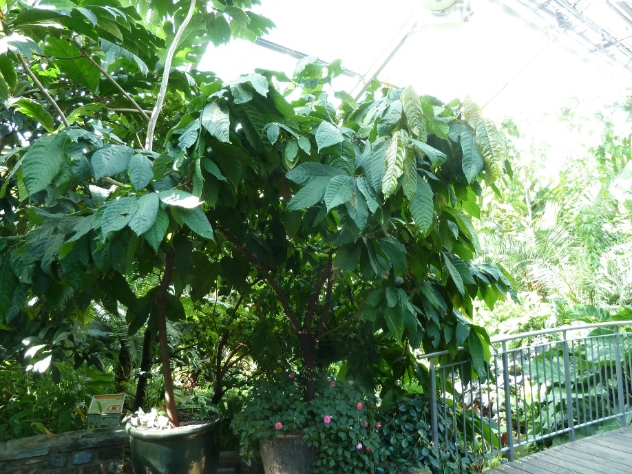 Cacao trees