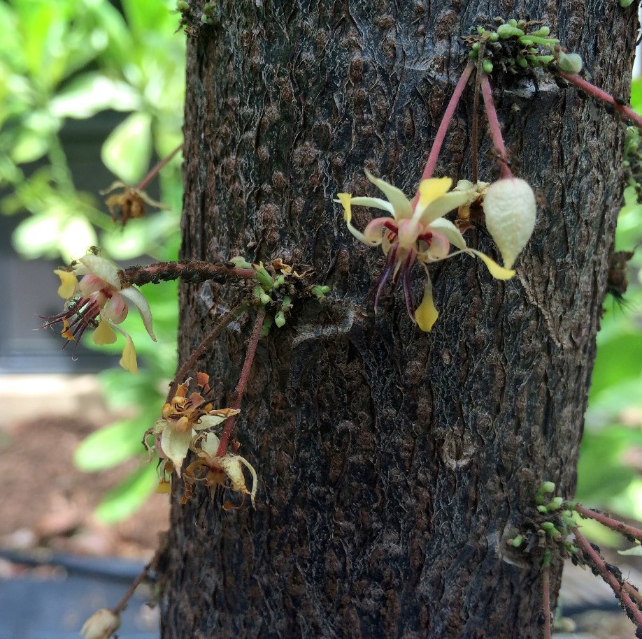 Cocoa tree flowers