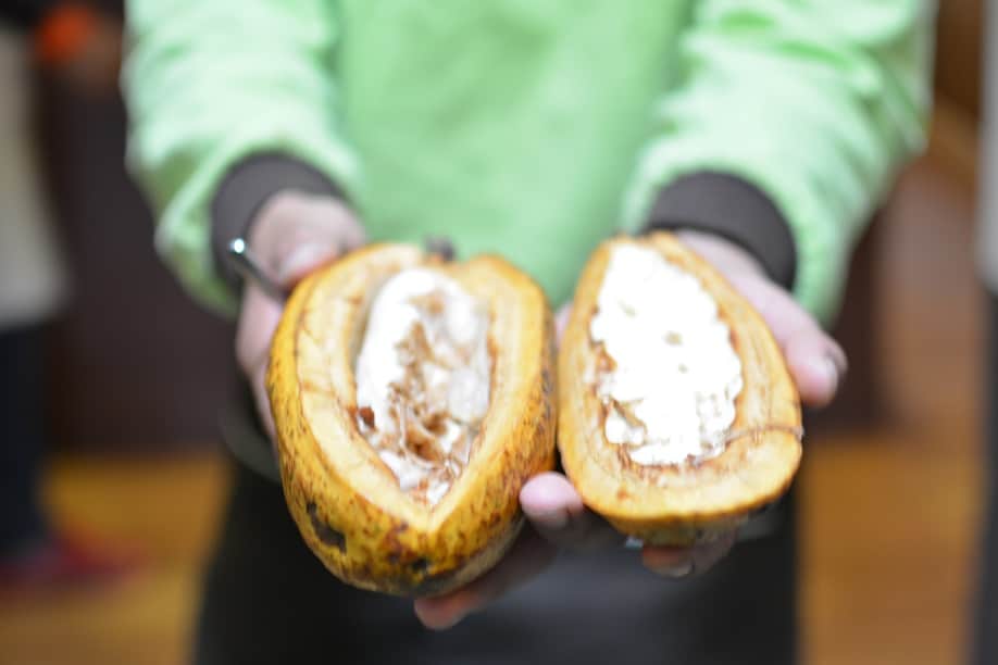 Open cocoa pods