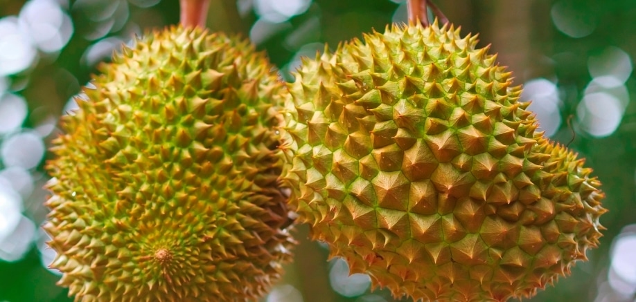Aphrodisiacs from around the world