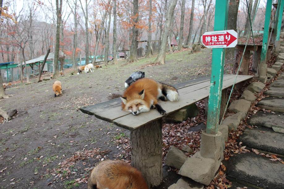 Zao Fox Village