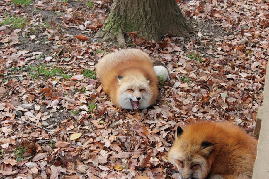 Zao Fox Village