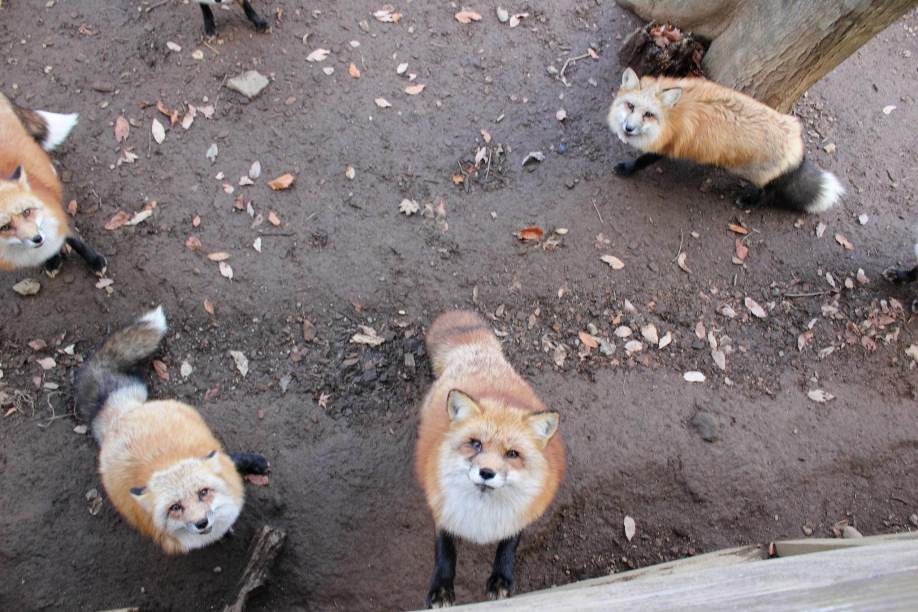 fox for sale south africa
