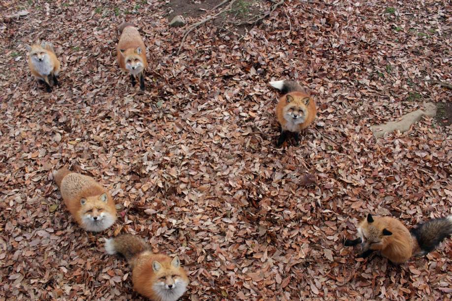 Zao Fox Village