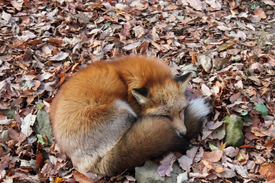 Zao Fox Village