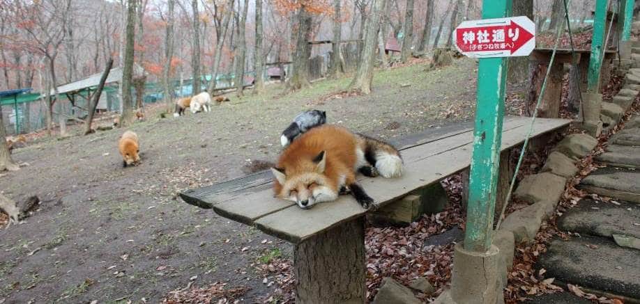 Zao Fox Village: The Japanese village that’s overrun with, well, foxes!