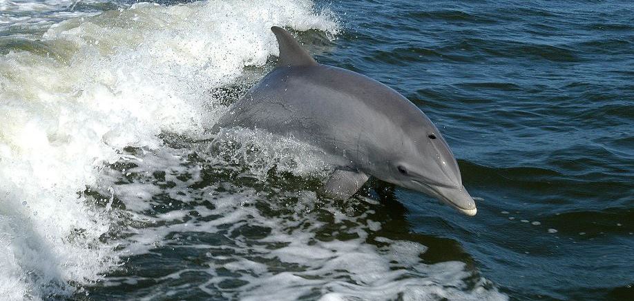 7 things you might not know about dolphins