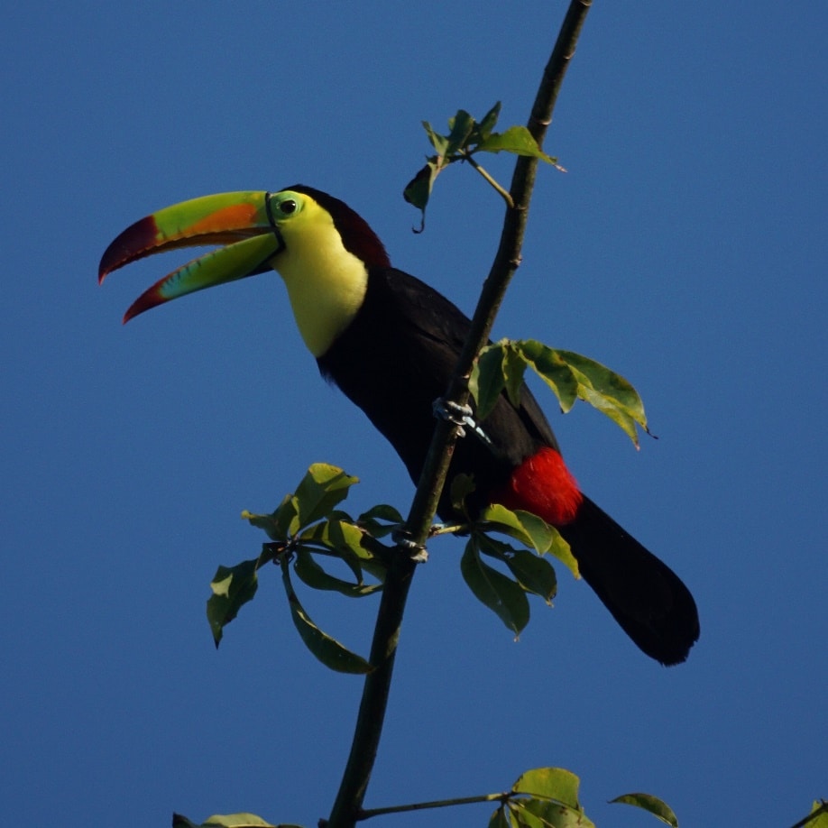 Here's a lovely toucan! Credit: Mike's Birds