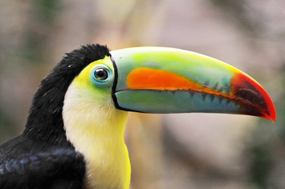 Just look at that beak! Credit: Tambako The Jaguar