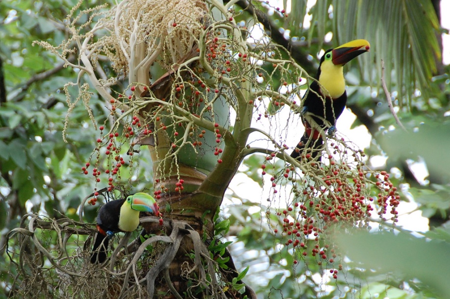 Here are two friends enjoying a berry together. Credit: Noel Reynolds