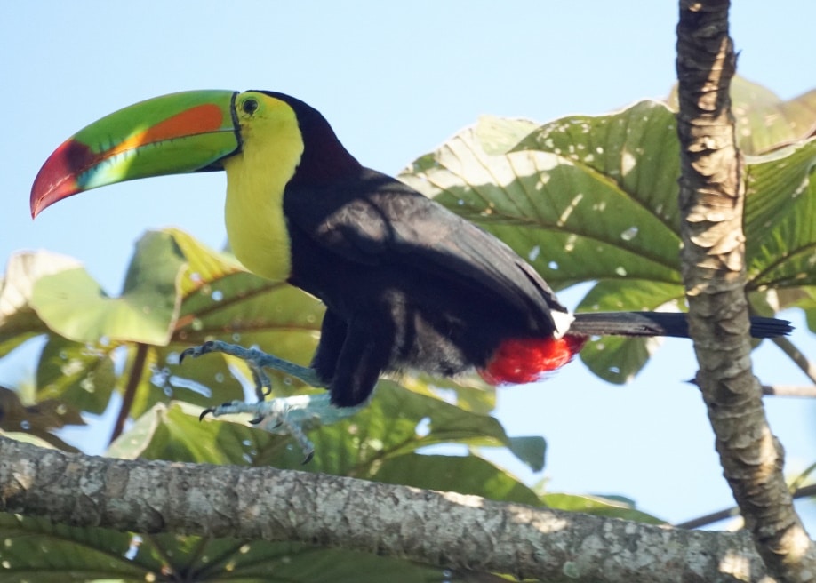 A toucan hopping! Credit: Mike's Birds