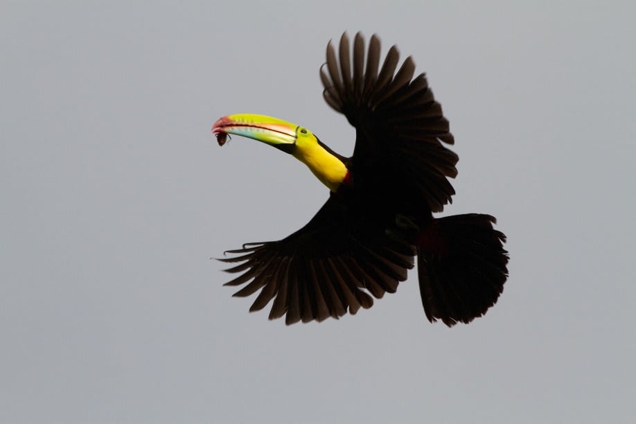 A toucan with a snack beetle. Credit: Brian Gratwicke