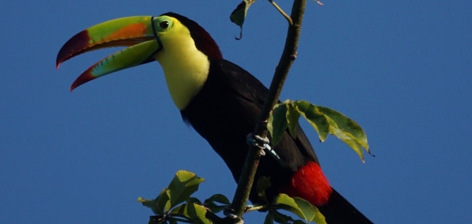 What a handsome boy: A little bit about toucans