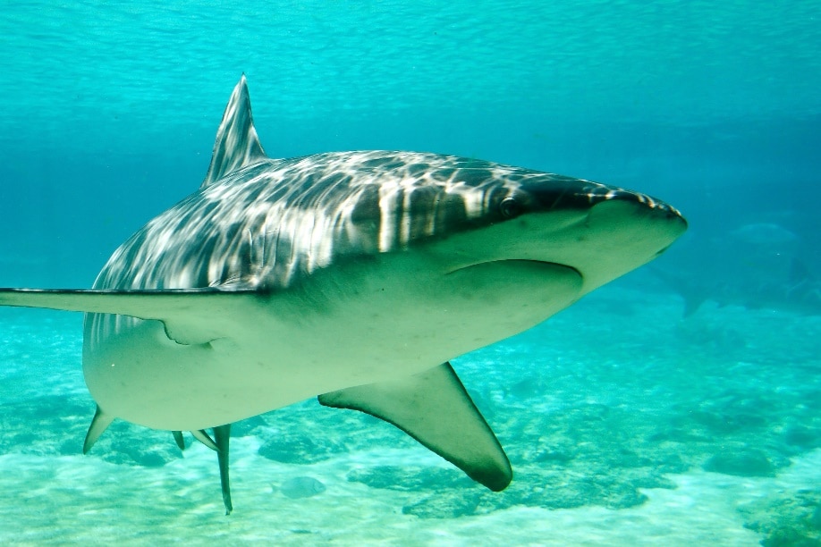 A shark