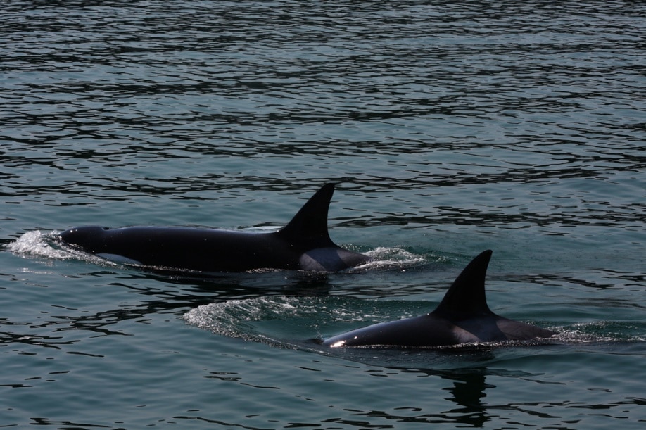 Orcas