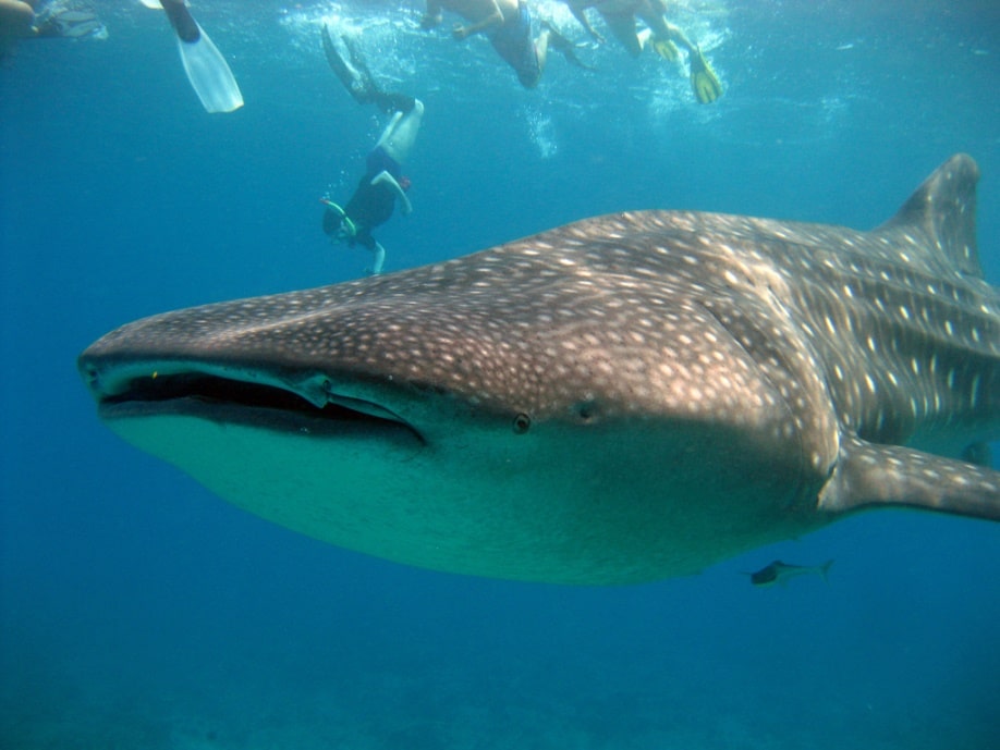 Whale shark