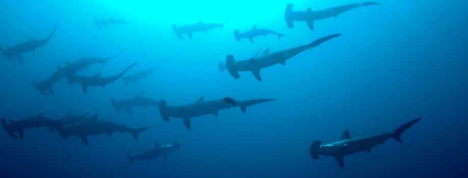 Hammerhead sharks