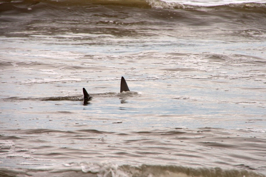 Sharks close to the beach