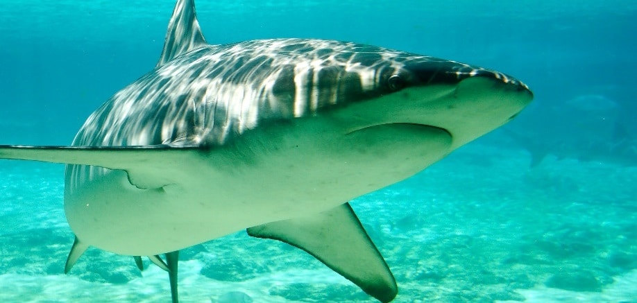 9 things you probably didn’t know about sharks