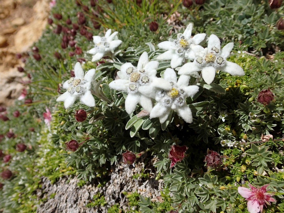 Edelweiss
