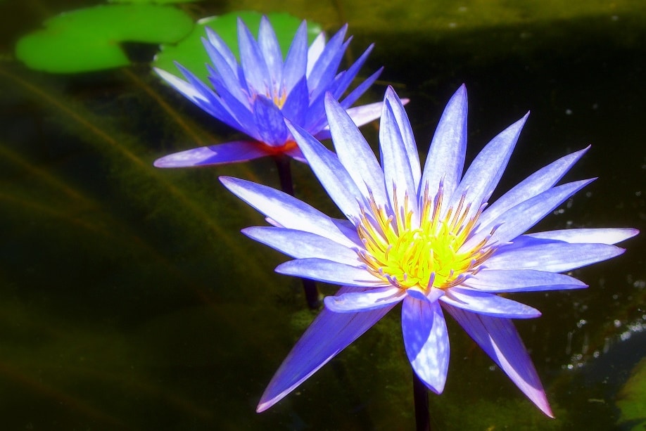 Blue water lily