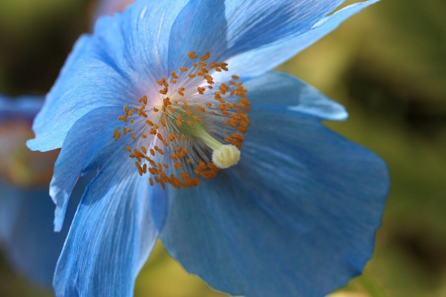Himalayan blue poppy