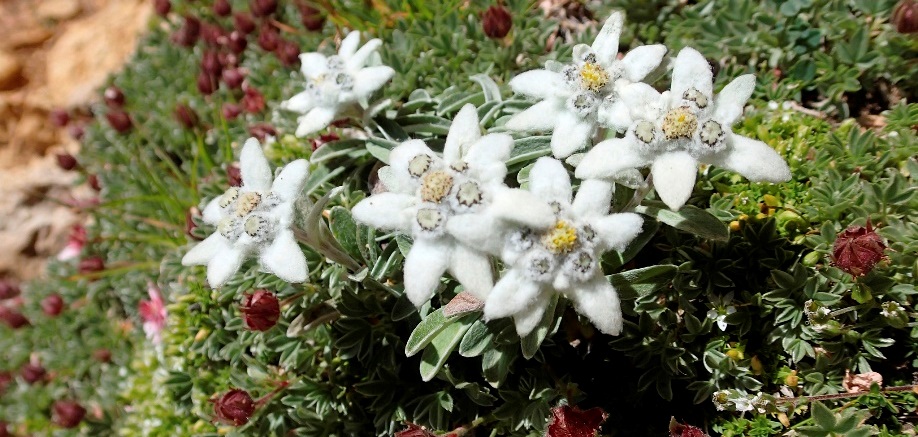 National flowers from around the world