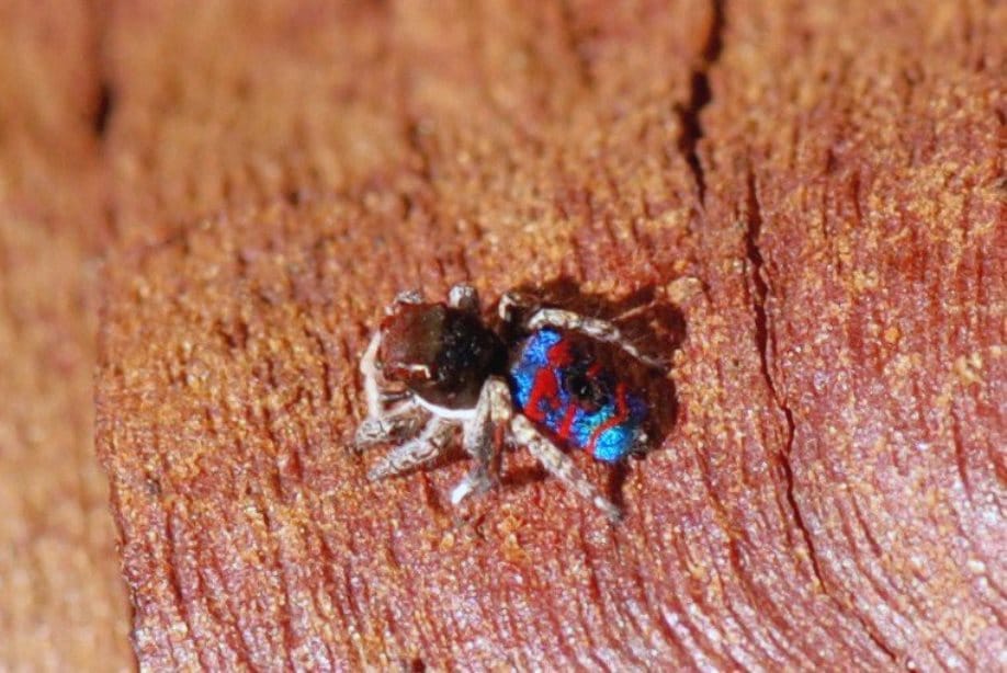 Peacock spider width=