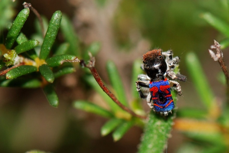 Peacock spider