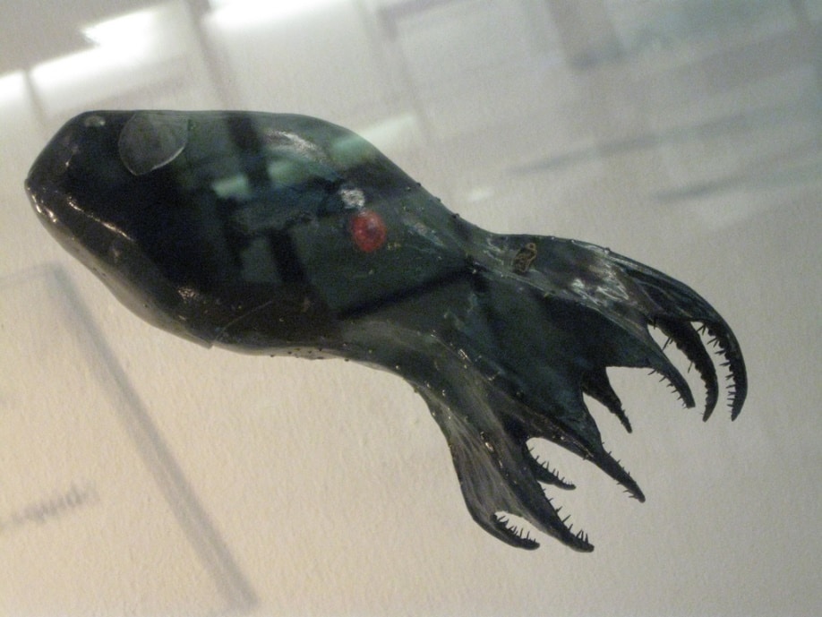 Vampire squid
