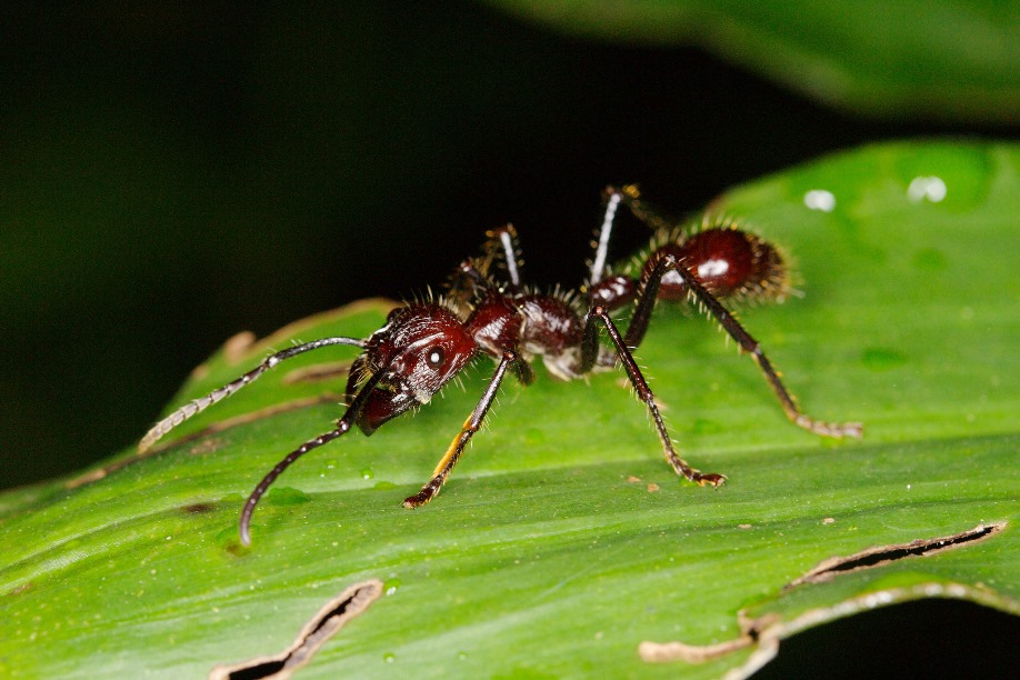 Bullet ant