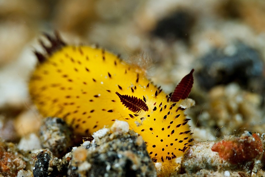 Sea slugs Definitely the cutest slugs you'll see all day InsureandGo