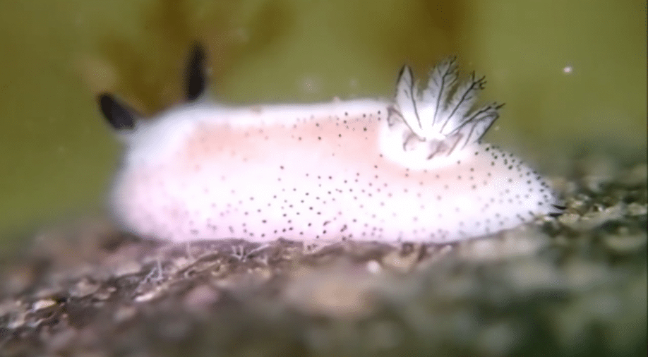 Sea slug
