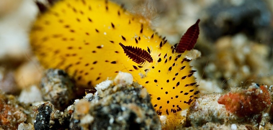 Sea slugs: Definitely the cutest slugs you’ll see all day