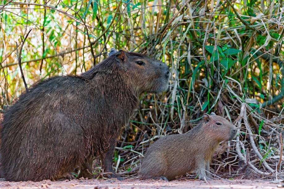 Cabybara