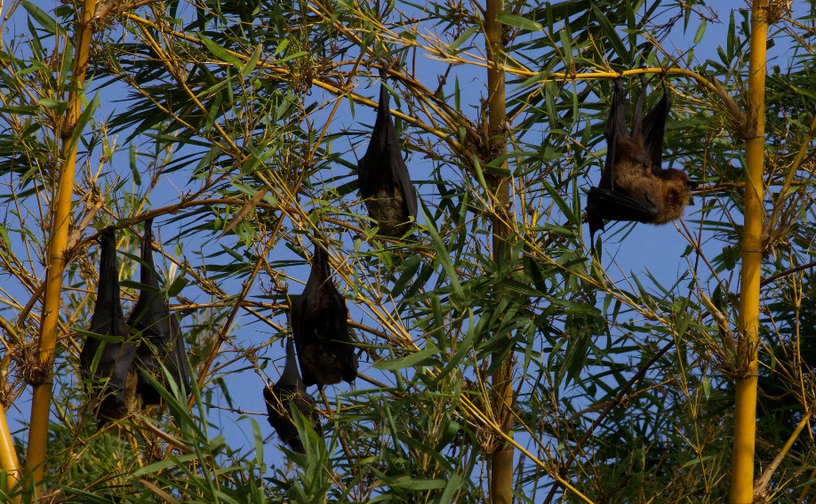 Flying foxes