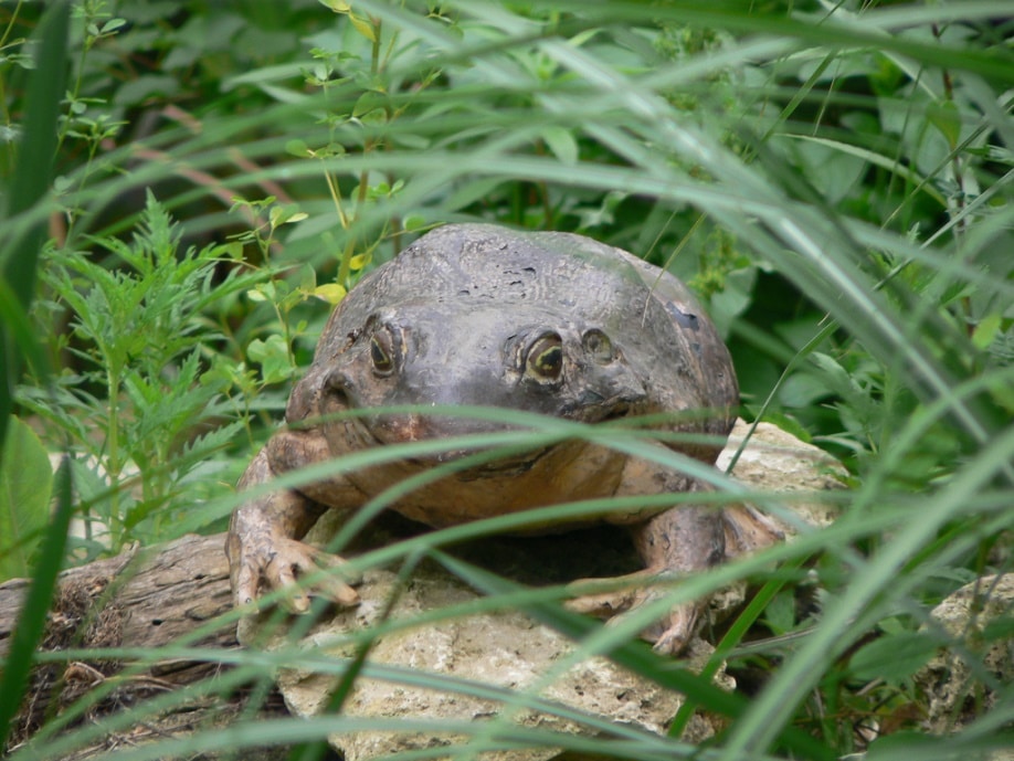 Goliath frog