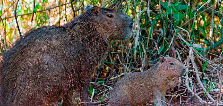 7 super-sized versions of animals that may surprise you