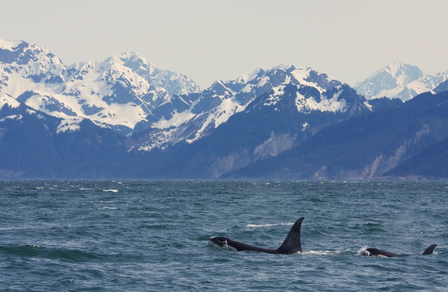 Orcas