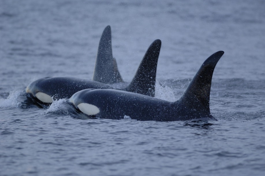 Orcas