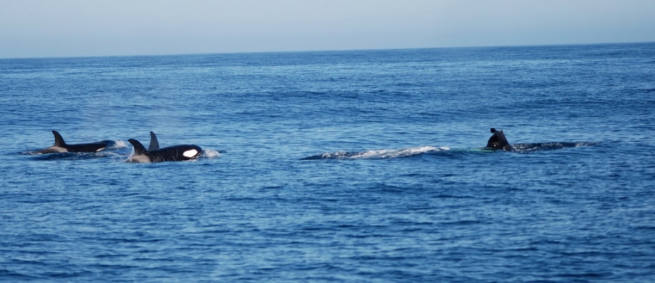 Orca pod
