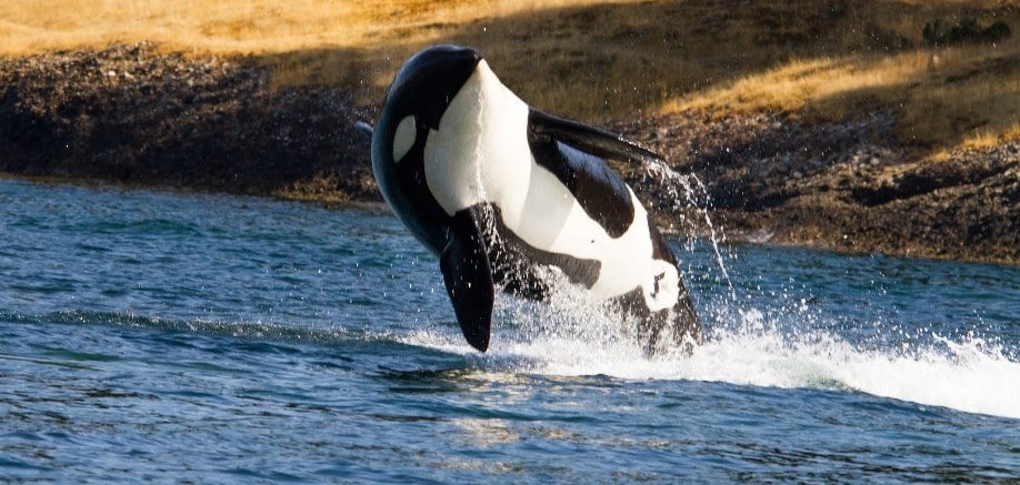 3 things you might not know about killer whales