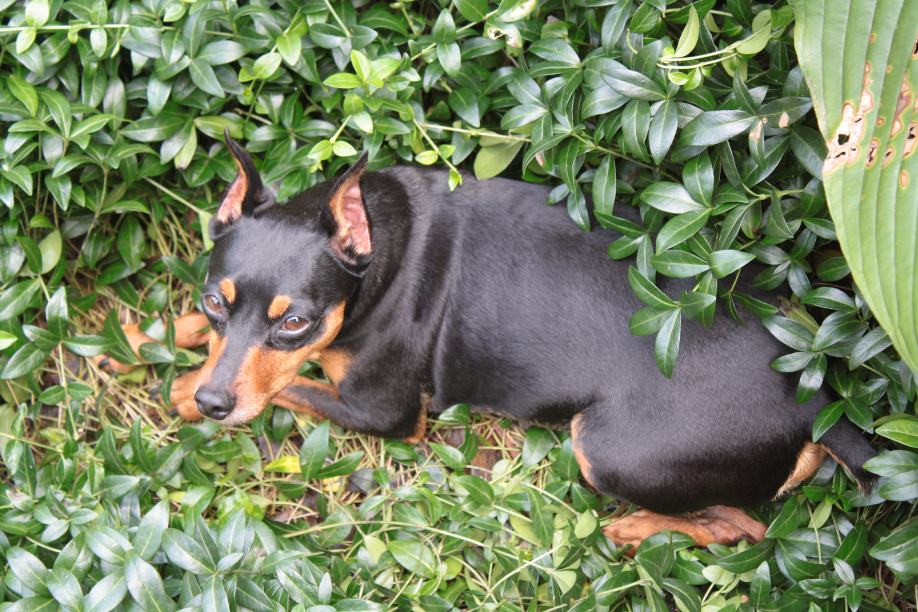 Doberman