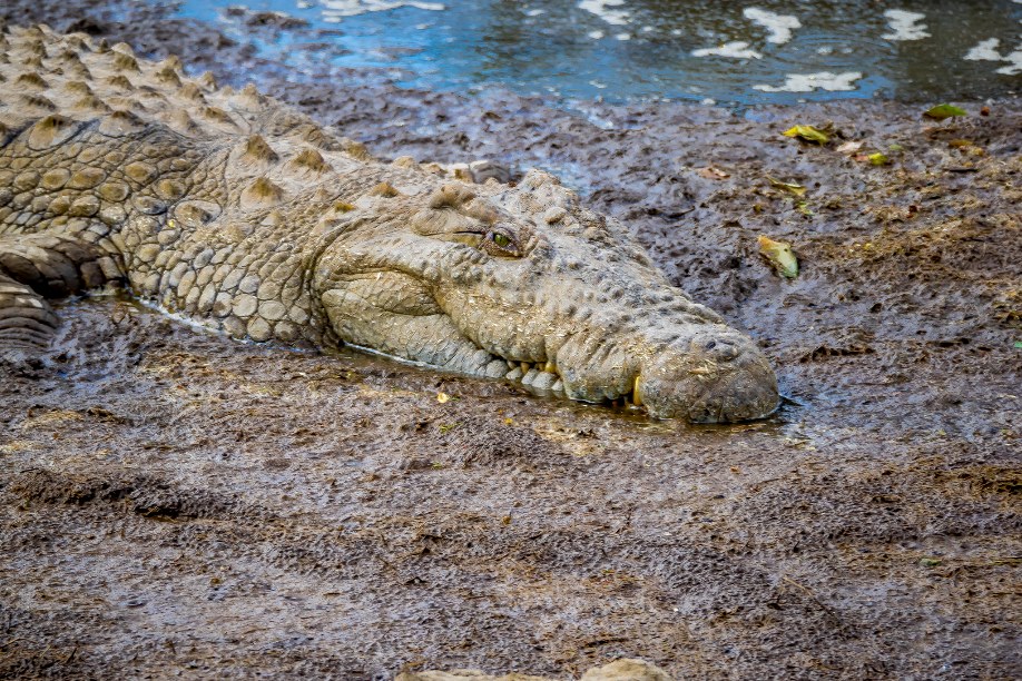 A Nile crocodile