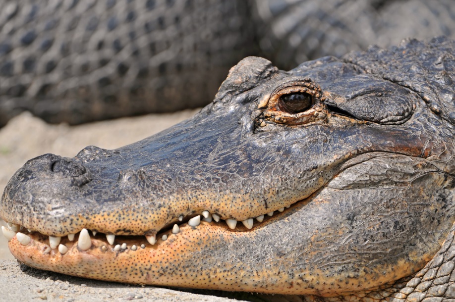 A smiling American alligator