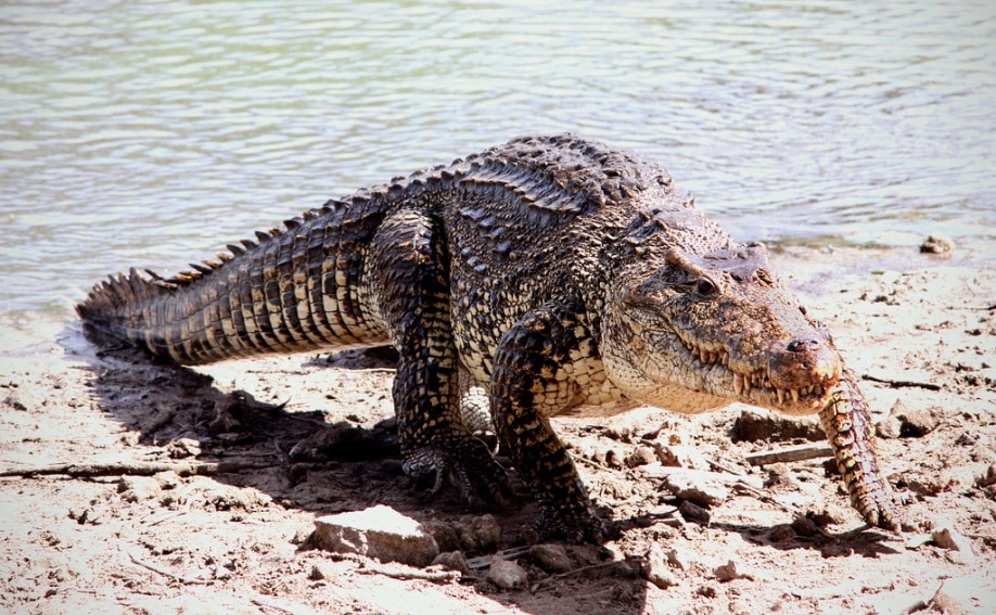 A Cuban crocodile