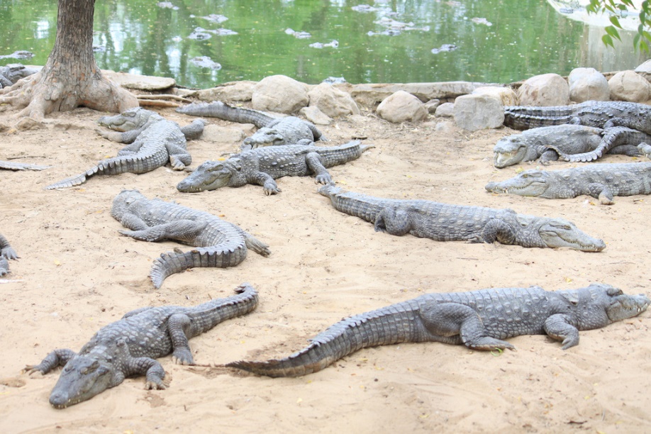 Basking crocodiles